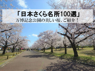 【森呼吸の街レポート】＜VOL.２＞ 「日本さくら名所100選」万博記念公園の桜まつり！