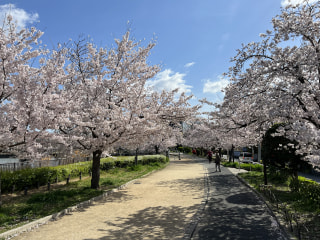 【現地から徒歩5分】歴史ある公園『万代池公園』の桜をご紹介！