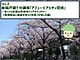 【Vol.2】全143区画の尼崎市ビッグタウン「アフュージアシティ尼崎」 ～現地周辺に桜並木を3ヶ所見つけました編～